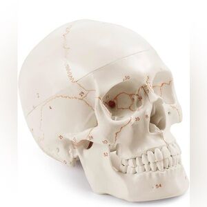 Anatomical Human Skull Model